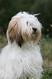 TERRIER DU TIBET 311